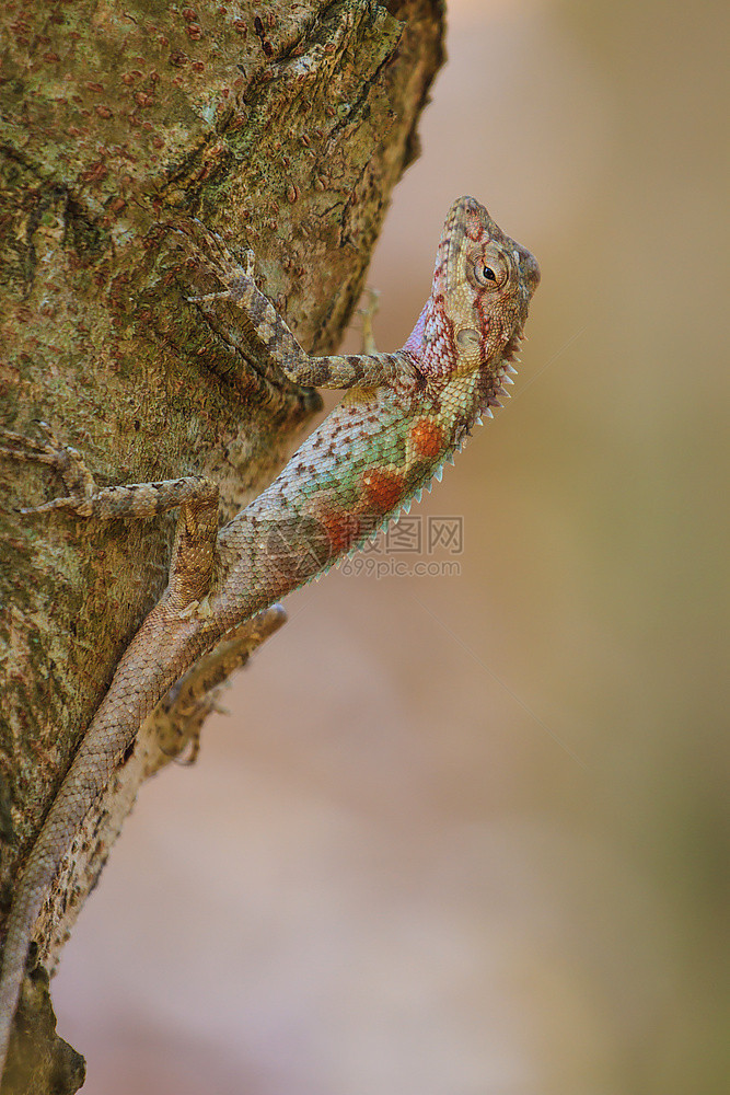 树上戴面罩的脊椎蜥蜴马斯肯纳塔克勒黑脸蜥蜴图片