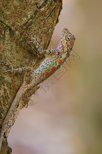 肯纳费树上戴面罩的脊椎蜥蜴马斯肯纳塔克勒黑脸蜥蜴背景