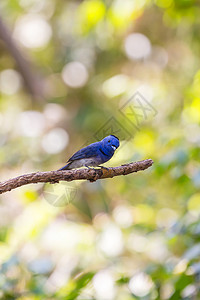 黑色君主Hypothymisazurea鸟在自然界中缠绕着树枝背景图片