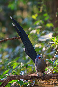 扇尾鸽自然界的绿箭玛尔科哈普内尼斐斯三重立体美丽背景