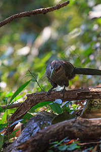 扇尾鸽自然界的绿箭玛尔科哈普内尼斐斯三重立体美丽背景