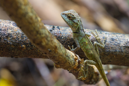 绿冠蜥蜴在森林中黑脸蜥蜴图片
