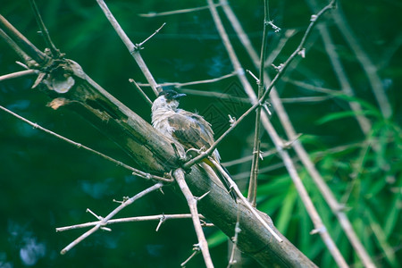 美丽的鸟儿苏蒂头朝Bulbul踩在木头上Pycnonotusaurigaster图片