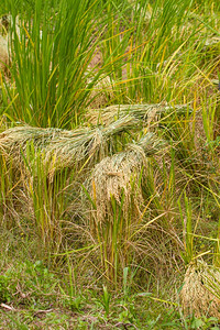 关闭绿稻田Rice农场Jusmine稻米图片