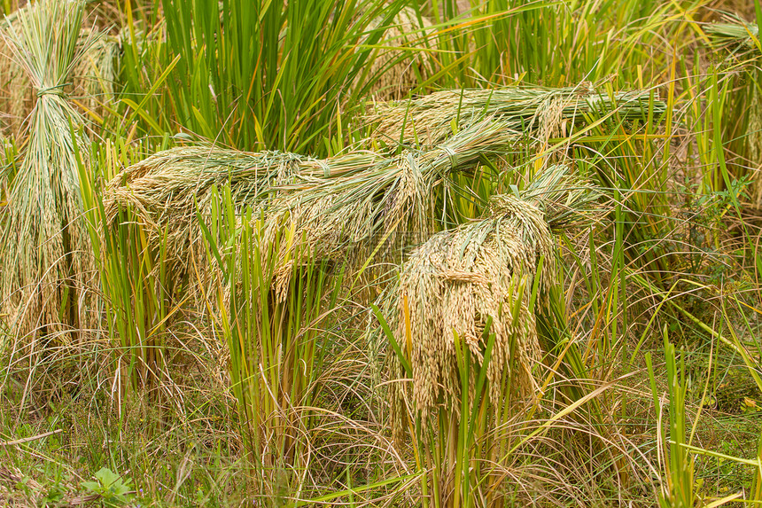 关闭绿稻田Rice农场Jusmine稻米图片