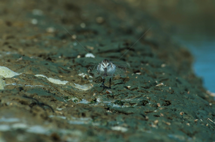泰国自然界的勺状沙笛Calidrispygmaea图片