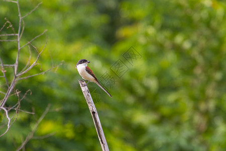 栖息在树枝上的缅甸伯劳鸟高清图片