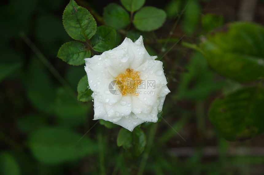 白玫瑰的紧闭为晨露所遮盖图片