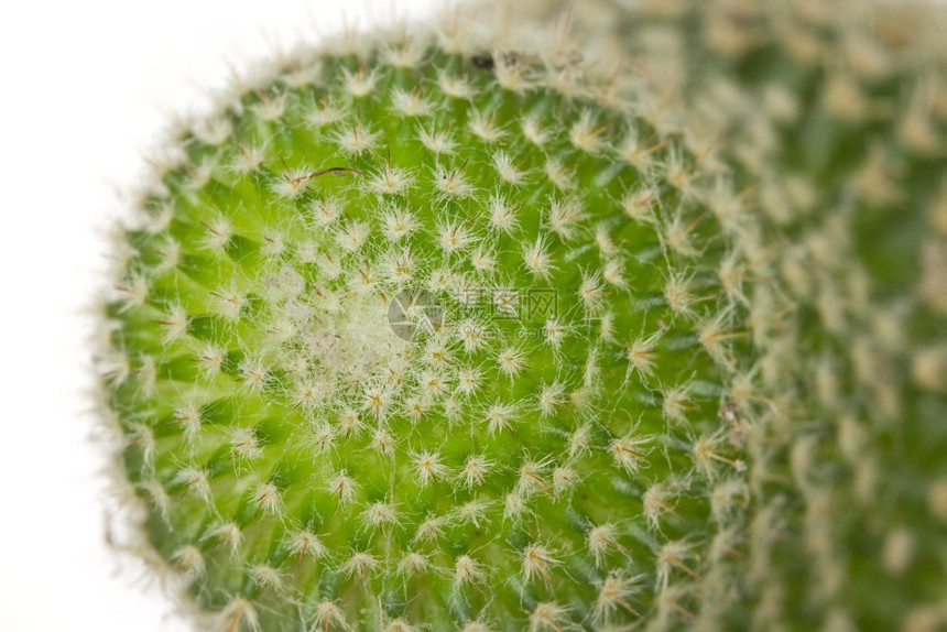 关闭花园的仙人掌植物有选择的焦点图片