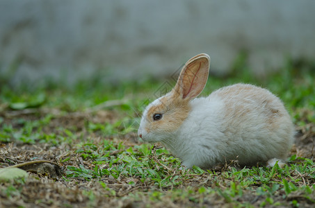 夏日绿草上的小兔子图片