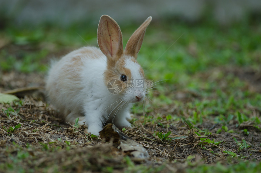 夏日绿草上的小兔子图片