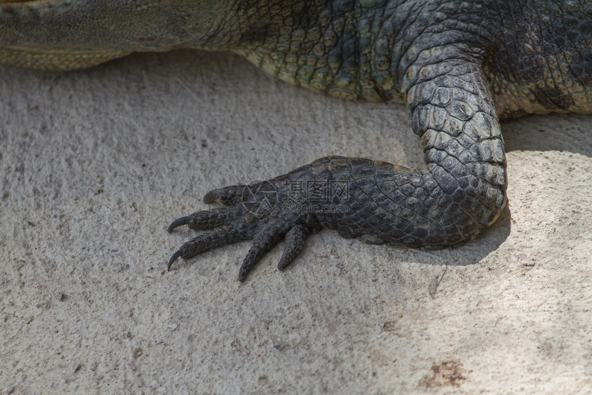 泰国暹罗鳄脚特写图片