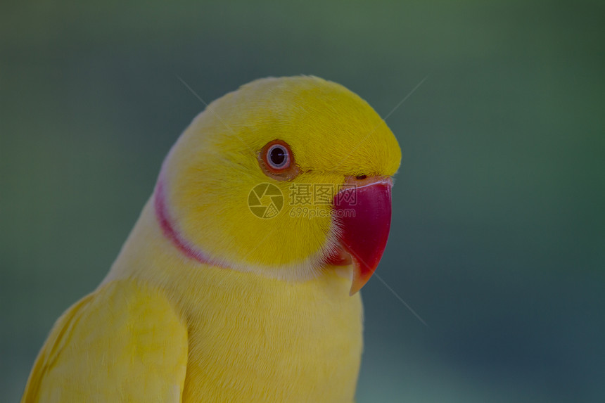 关闭黄鹦鹉美丽的鸟图片