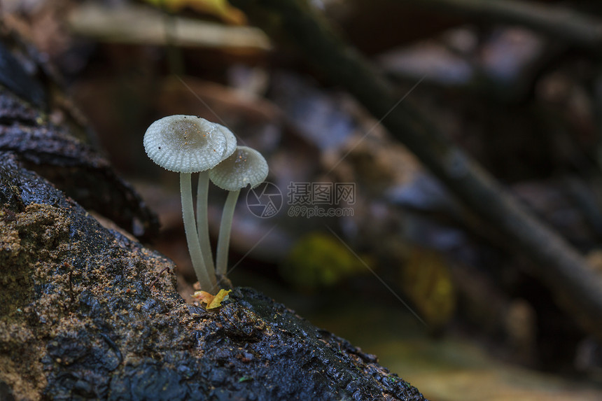 在森林深中关闭蘑菇在森林活树上生长的蘑菇图片