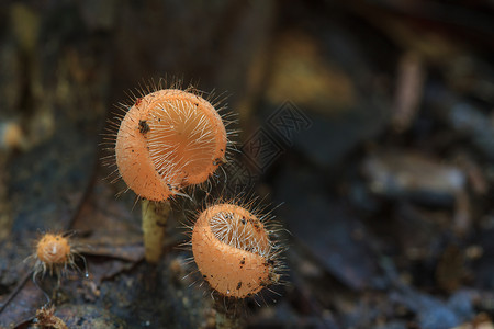 雨林中的库克纳三分细胞瘤泰国森林中的多彩蘑菇图片