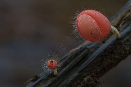 雨林中的库克纳三分细胞瘤泰国森林中的多彩蘑菇图片