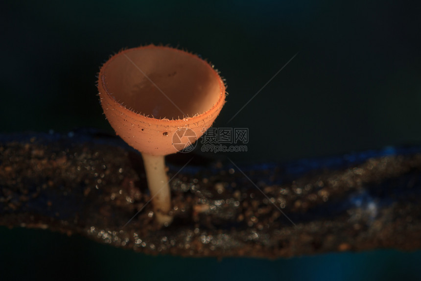 特写粉红色烧伤杯在自然或真菌杯蘑菇库奇纳sulcipes图片