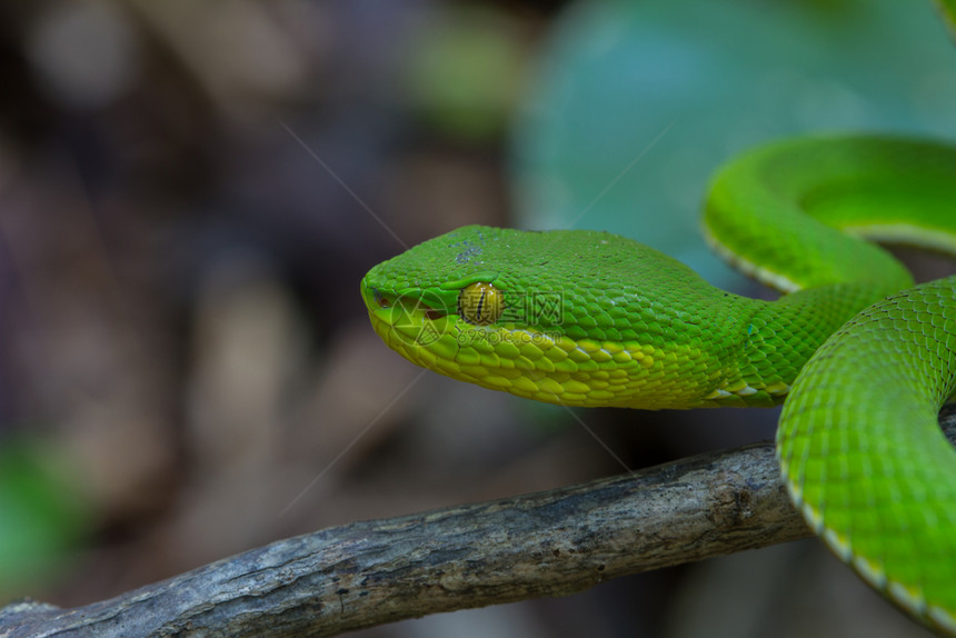 特写黄唇绿斑蝰蛇trimeresurustrigonocephalus在泰国的质图片