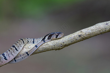 自然界中一条树枝上的带状库克里蛇图片