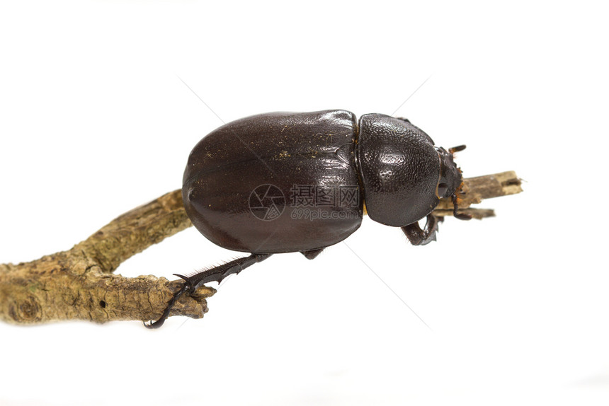 在白色背景上分离的犀牛甲虫图片