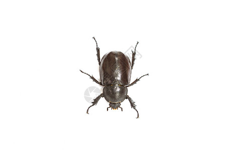 在白色背景上分离的犀牛甲虫高清图片