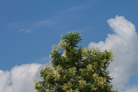 蓝色天空背景上的软木树或印度软木花泰国草本植物高清图片