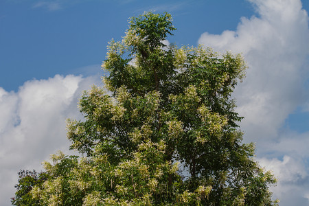 蓝色天空背景上的软木树或印度软木花泰国草本植物图片