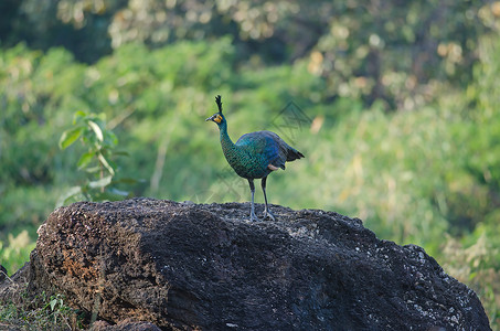绿色的孔雀自然界中的孔雀泰国野生绿孔雀Caesalpiniapulcherrima背景图片