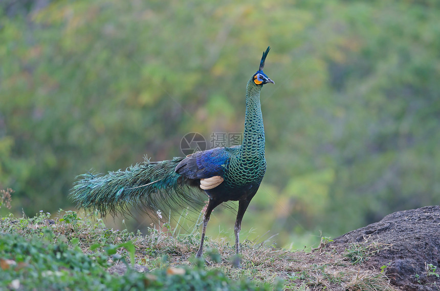 绿色的孔雀自然界中的孔雀泰国野生绿孔雀Caesalpiniapulcherrima图片