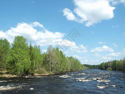 春天河岸的俄罗斯卡丽亚图片