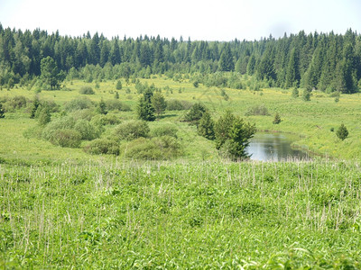 俄罗斯的河流和森林夏季图片