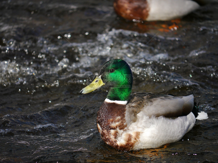 冬天在河上蹲鸭子图片
