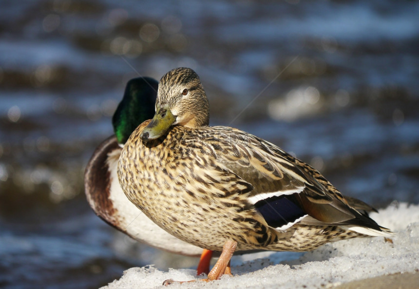 冬天在河上蹲鸭子图片