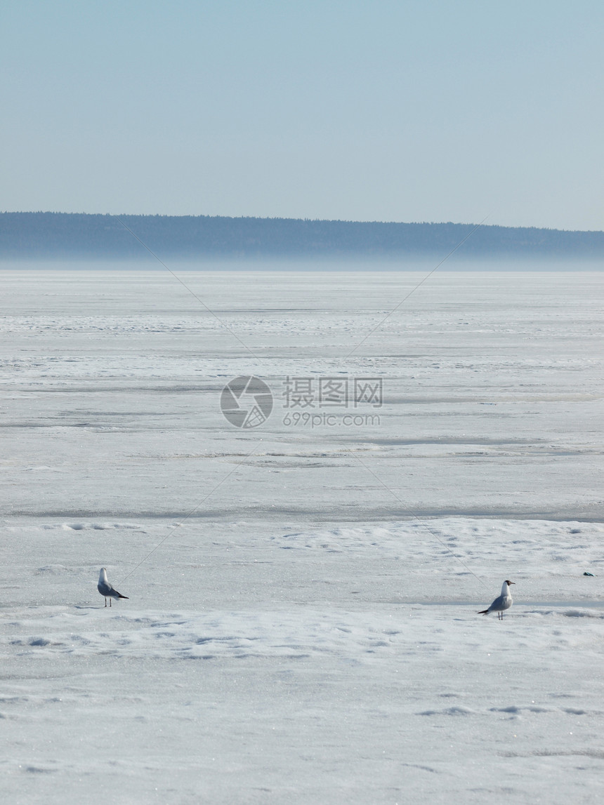 冰冻湖上两只海鸥俄罗斯图片