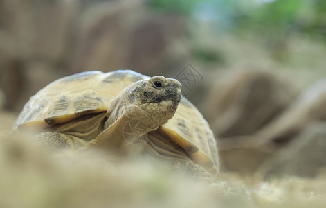水层中的海龟图片