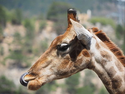 长颈鹿的侧脸近景图片
