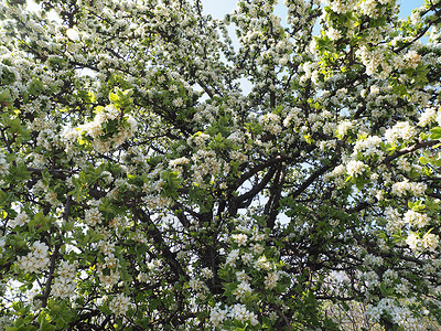 盛开的苹果树高清图片