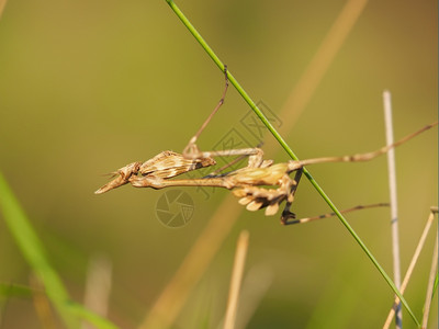 青草中的蚂蚁图片