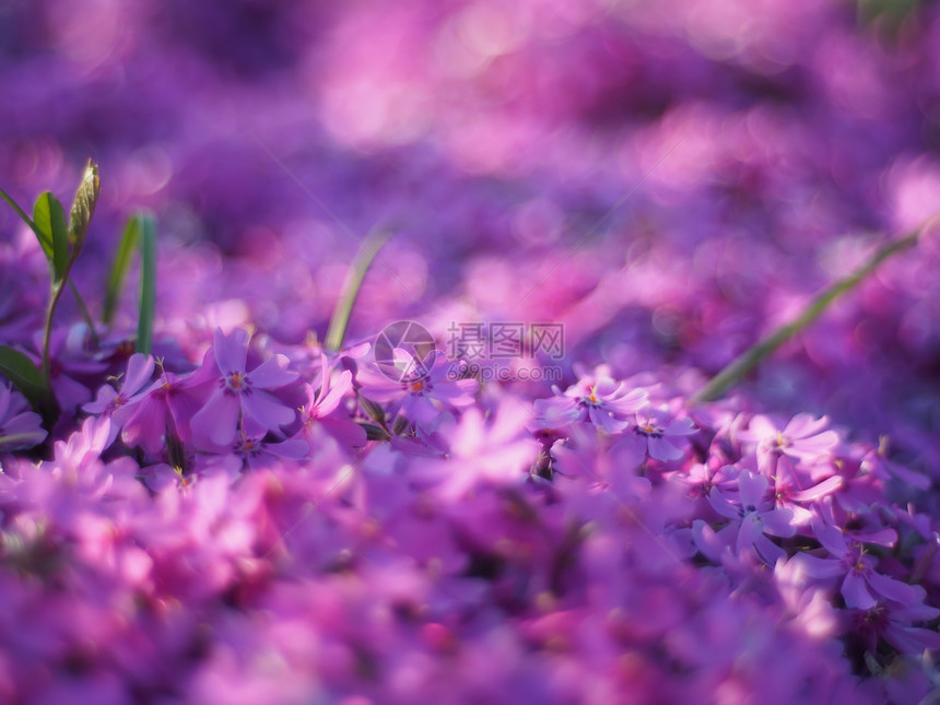 紫罗花背景图片