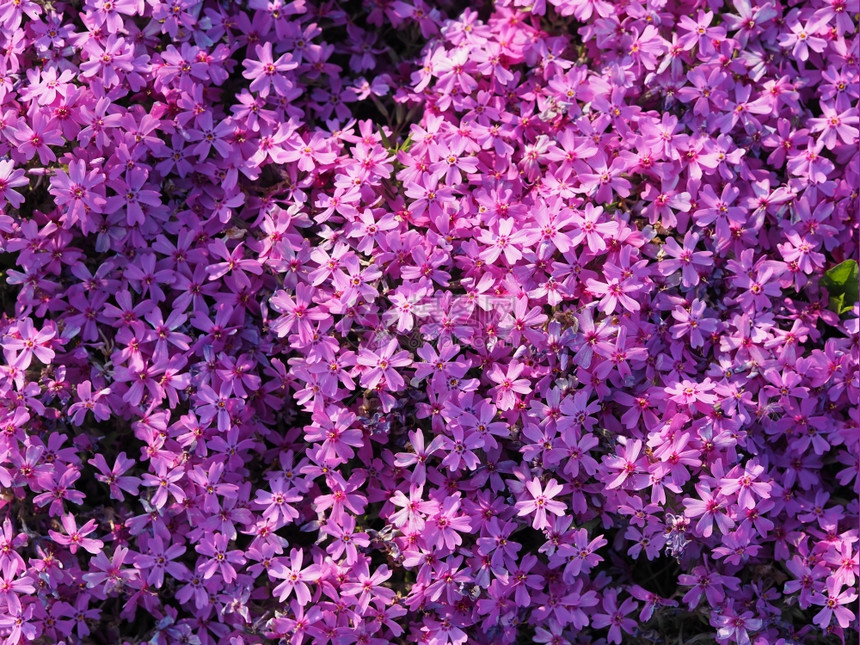 紫罗花背景图片