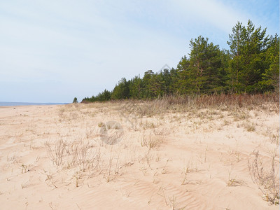 沙上的松树林图片