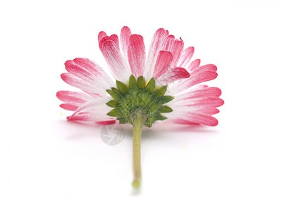 白色背景的粉红菊花图片