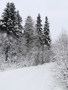 冬季俄罗斯森林图片