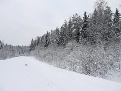 冬季俄罗斯森林图片