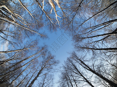 森林中的树木图片
