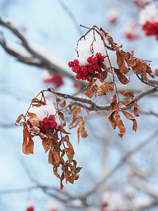 冬天的浆果图片