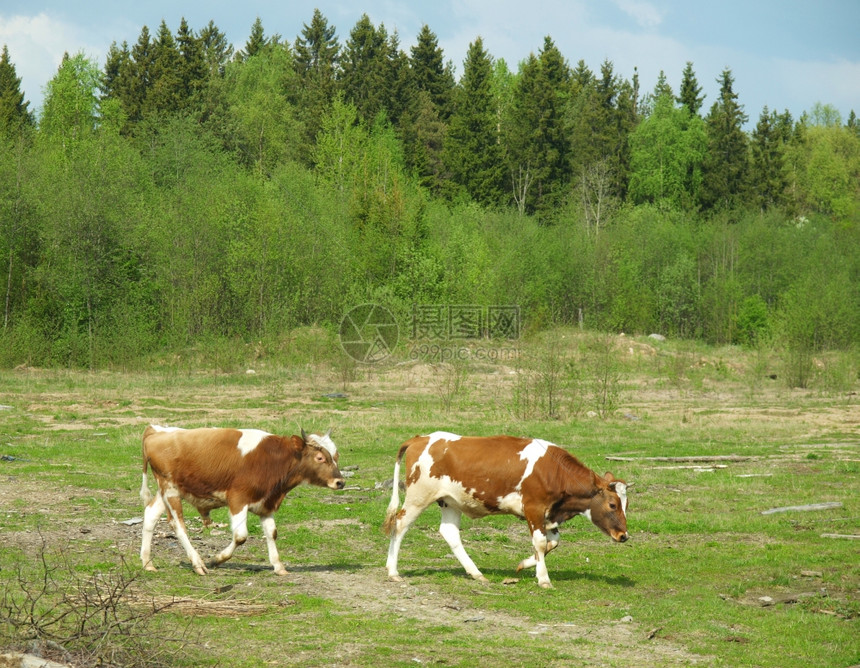 在田野中的牛图片