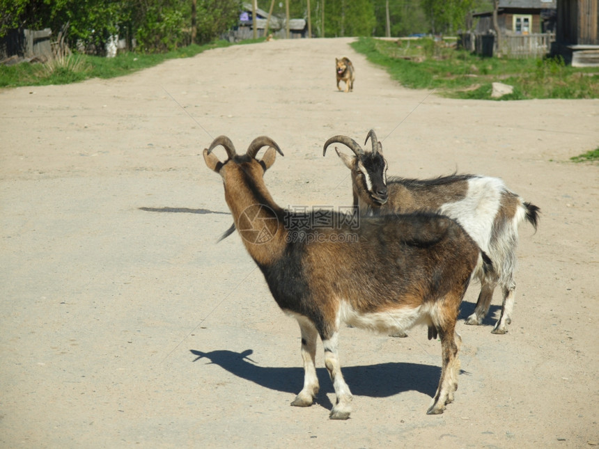村里的山羊图片