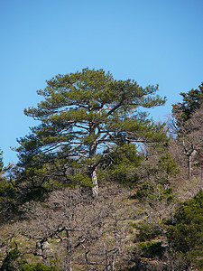 克里米亚山的树木高清图片