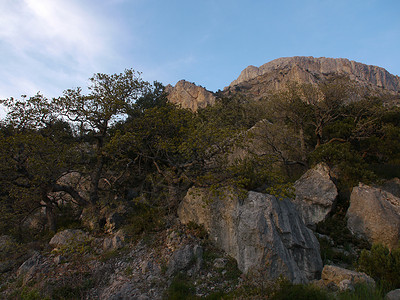 倾斜度克里米亚山的树木背景